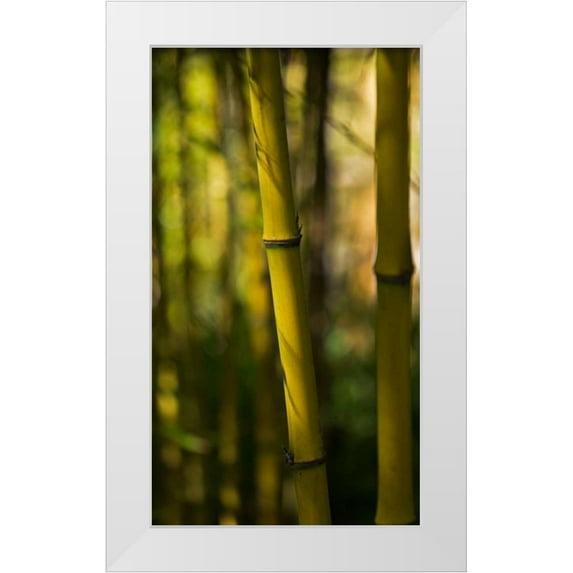 Crane, Rita 20x32 White Modern Wood Framed Museum Art Print Titled - Bamboo Afternoon VII