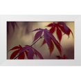 thumbnail image 1 of Crane, Rita 24x15 White Modern Wood Framed Museum Art Print Titled - Burgundy Maple II, 1 of 4