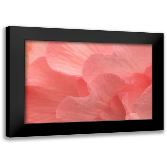Crane, Rita 24x17 Black Modern Framed Museum Art Print Titled - Rosy Begonia II