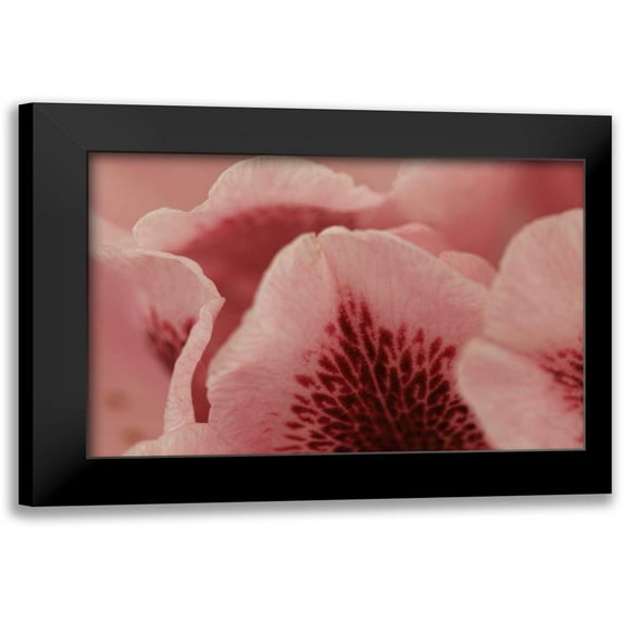 Crane, Rita 24x17 Black Modern Framed Museum Art Print Titled - Tender Petals I