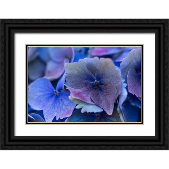 Crane, Rita 24x17 Black Ornate Wood Framed with Double Matting Museum Art Print Titled - Hydrangea Blue IV