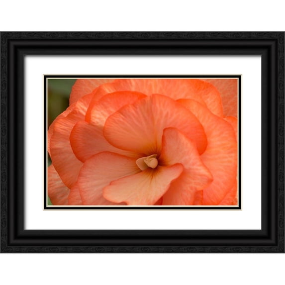 Crane, Rita 24x17 Black Ornate Wood Framed with Double Matting Museum Art Print Titled - Orange Ruffles II