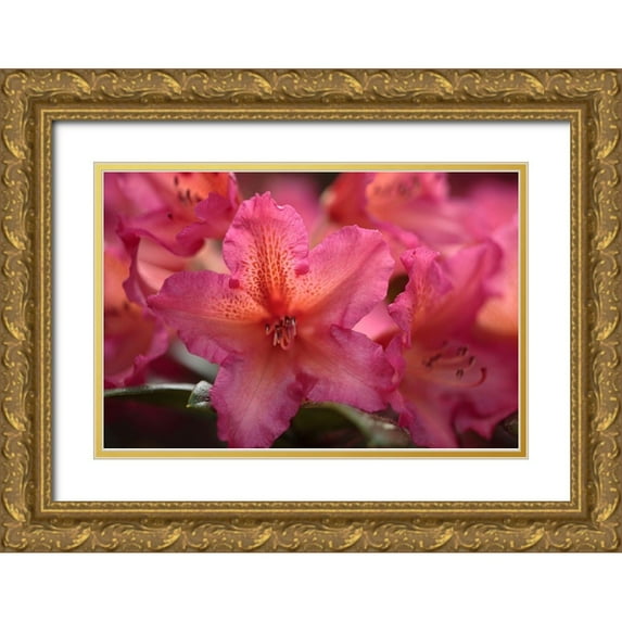 Crane, Rita 24x17 Gold Ornate Wood Framed with Double Matting Museum Art Print Titled - Exotic Rhodies III