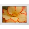 thumbnail image 1 of Crane, Rita 24x17 White Modern Wood Framed Museum Art Print Titled - Camilles Begonias I, 1 of 4