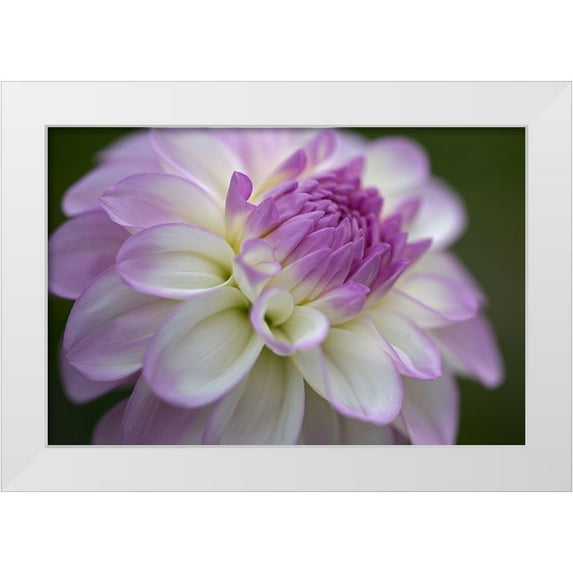 Crane, Rita 24x17 White Modern Wood Framed Museum Art Print Titled - Lavender Dahlia VII