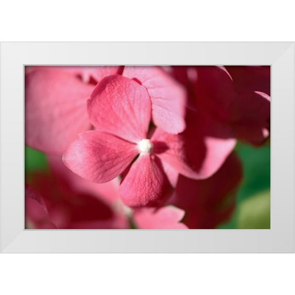 Crane, Rita 24x17 White Modern Wood Framed Museum Art Print Titled - Pink Hydrangeas I