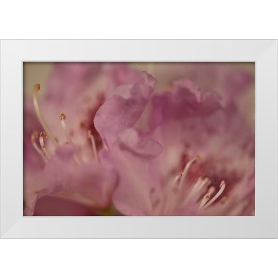 Crane, Rita 24x17 White Modern Wood Framed Museum Art Print Titled - Soft Petals II