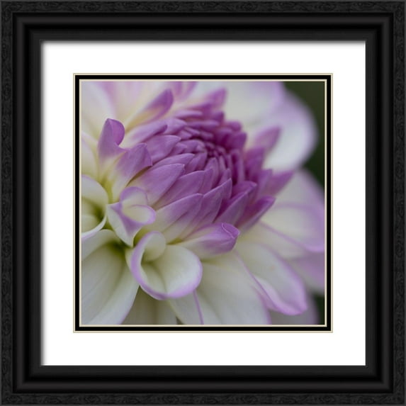 Crane, Rita 26x26 Black Ornate Wood Framed with Double Matting Museum Art Print Titled - Lavender Dahlia III