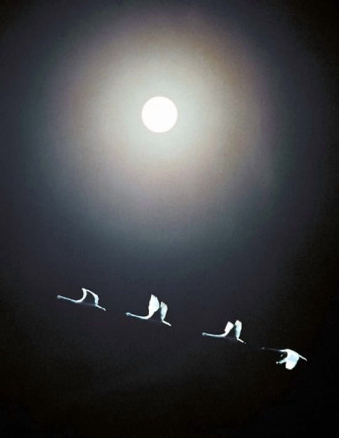 Cranes Flying Across the Moon Canvas Art - Panoramic Images (28 x 36)