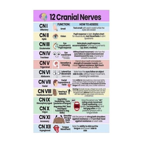 Cranial Nerves Anatomy Chart Vibrant Educational Poster Medical Study Guide Wall Art for Classroom Home Office Study Room Decor