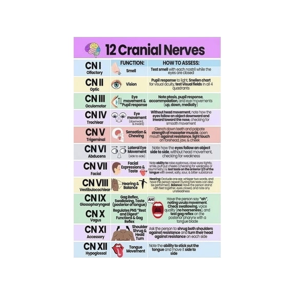 Cranial Nerves Anatomy Poster Color Coded Chart with Roman Numerals for Biology Classroom Study Room Wall Decor