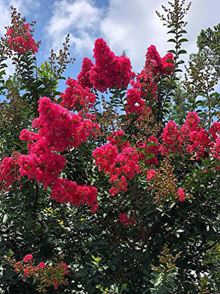 Crape Myrtle & All Flowering Trees Desert Willow Mimosa Orchid Tree