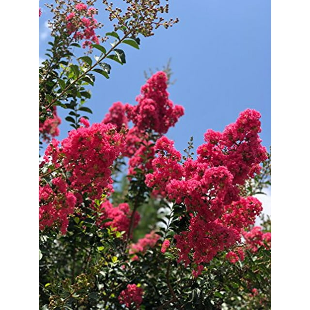 Crape Myrtle & All Flowering Trees Desert Willow Mimosa Orchid Tree