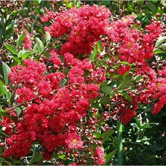 Crape Myrtle Arapaho I 3 Extra Large 3 Gallon Plants | Light Pink Flowering Vibrant Red Summer Blooms, Drought-Tolerant Live Plant, Ornamental Tree for Gardens & Landscapes