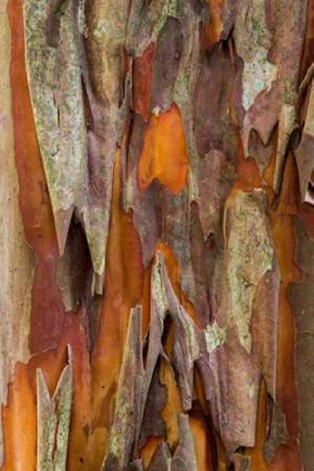 Crape Myrtle Bark I Canvas Art - Kathy Mahan (12 x 18)