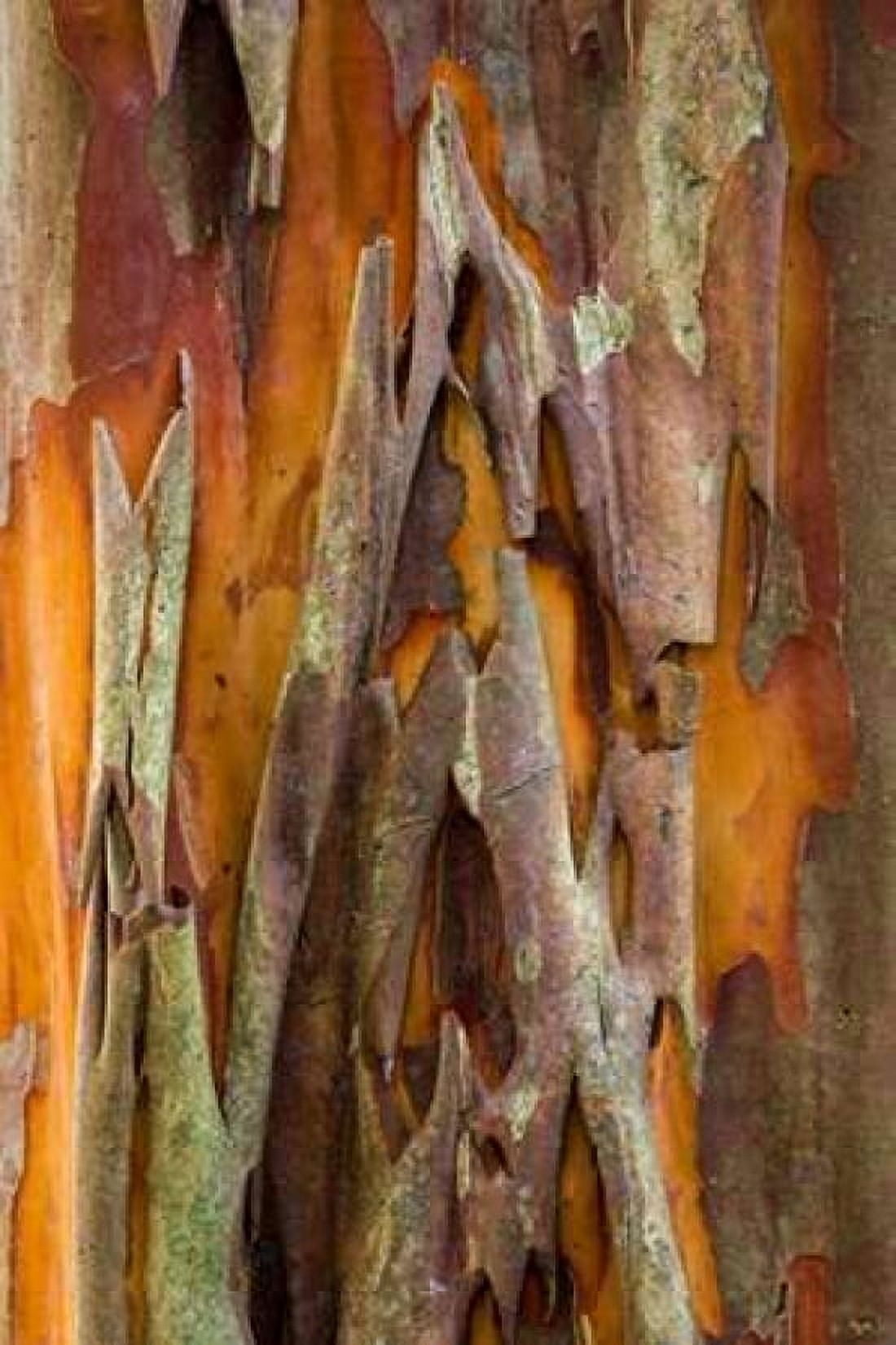 Crape Myrtle Bark II Canvas Art - Kathy Mahan (12 x 18)
