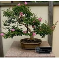thumbnail image 1 of CZ Grain 50 Crape Myrtle Bonsai Tree Plant Seeds, 1 of 3