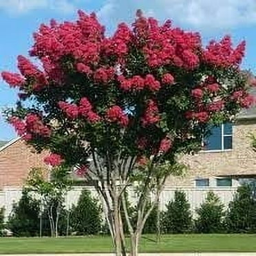 Crape Myrtle Dynamite Red  2 Extra Large 3 Gallon Plants  Vivid Red Blooms & Hardy Growth, Live Plant, Ornamental Shrub for Striking Garden Display