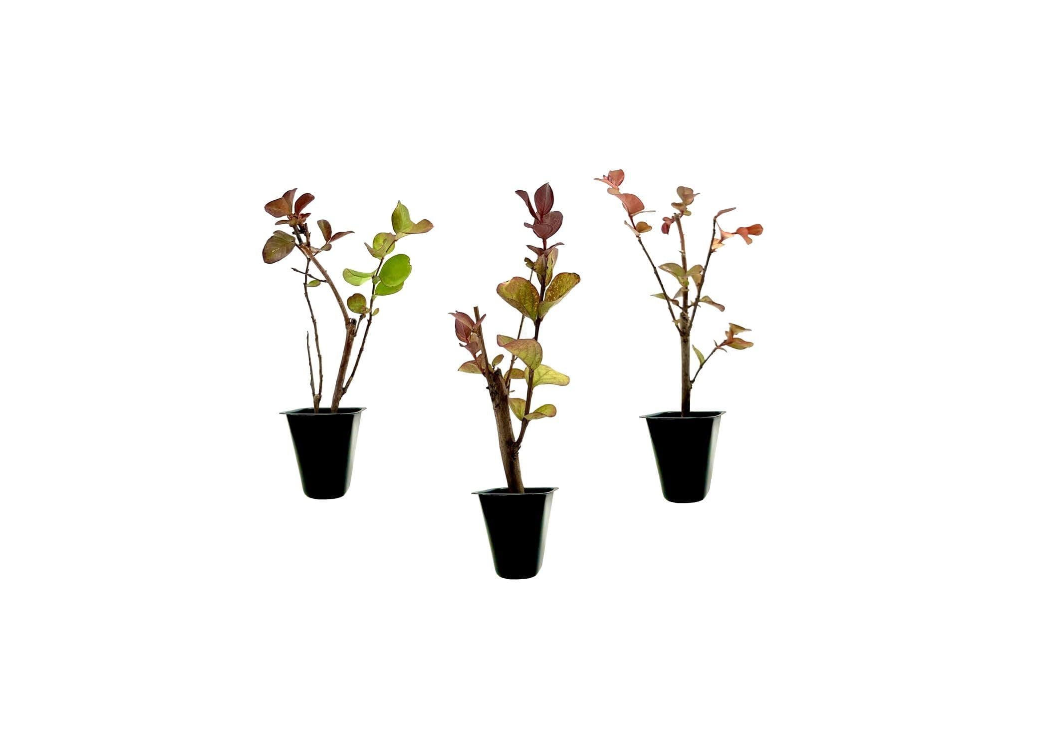 Crape Myrtle Dynamite Red  3 Live Plants  Vivid Red Blooms & Hardy Growth, Live Plant, Ornamental Shrub for Striking Garden Display
