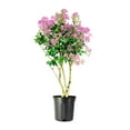 thumbnail image 1 of Crape Myrtle Muskogee  2 Extra Large 3 Gallon Plants  Lagerstroemia Indica  Beautiful Low Maintenance Lavender Blooming Tree, 1 of 9