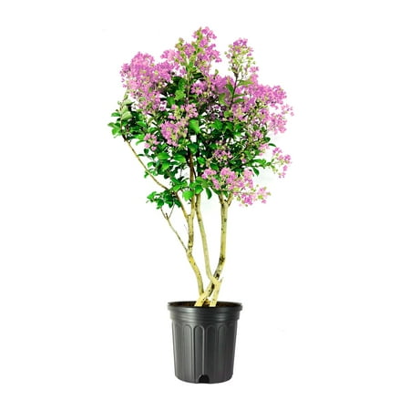 Crape Myrtle Muskogee 2 Extra Large 3 Gallon Plants Lagerstroemia Indica Beautiful Low Maintenance Lavender Blooming Tree