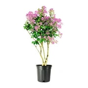 Crape Myrtle Muskogee 3 Extra Large 3 Gallon Plants Lagerstroemia Indica Beautiful Low Maintenance Lavender Blooming Tree