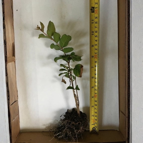 Muskogee Crape Myrtle Live Starter Plant (1 Plant) – Less Than 12 Inches Tall