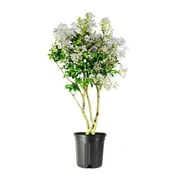 Crape Myrtle Natchez 1 Extra Large 3 Gallon Plant Lagerstroemia Indica Beautiful Low Maintenance White Blooming Flowering Tree