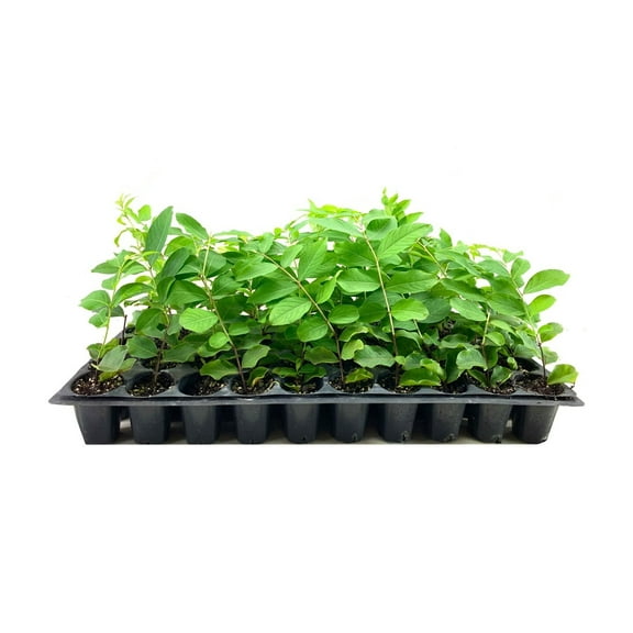 Crape Myrtle Natchez  3 Live Plants  Lagerstroemia Indica  Beautiful Low Maintenance White Blooming Flowering Tree