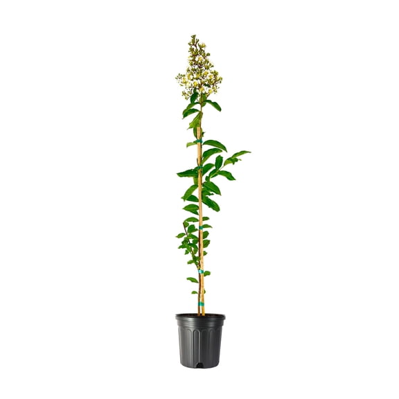 Crape Myrtle Natchez Plant 2 Large Gallon Size Pots Lagerstroemia Indica Ornamental Garden Flowering Tree White Blooms