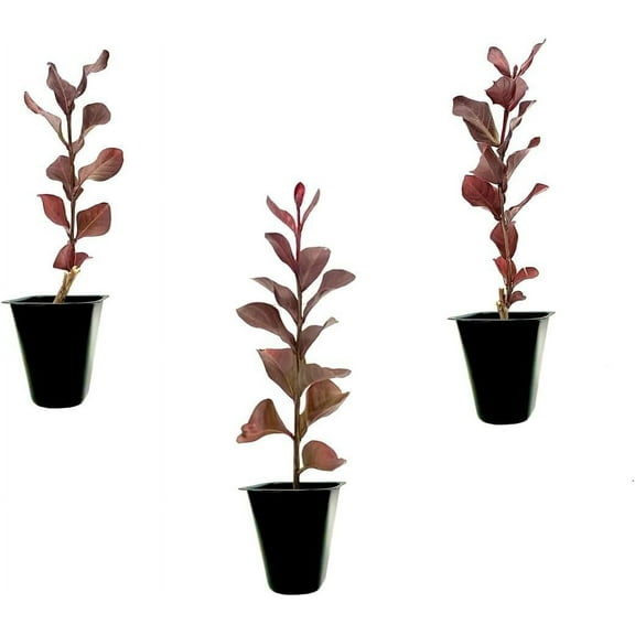 Crape Myrtle Pink Velour  3 Live Plants  Lush Magenta-Pink Blooms, Live Plant, Elegant Ornamental Shrub for Distinctive Garden Accents