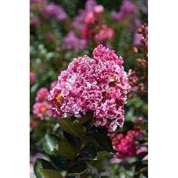 Crape Myrtle Raspberry Sundae 1 Extra Large 3 Gallon Plant Dual-Color Red & Pink Blooms, Live Plant, Stunning Bicolor Ornamental Shrub for Eye-Catching Garden Displays