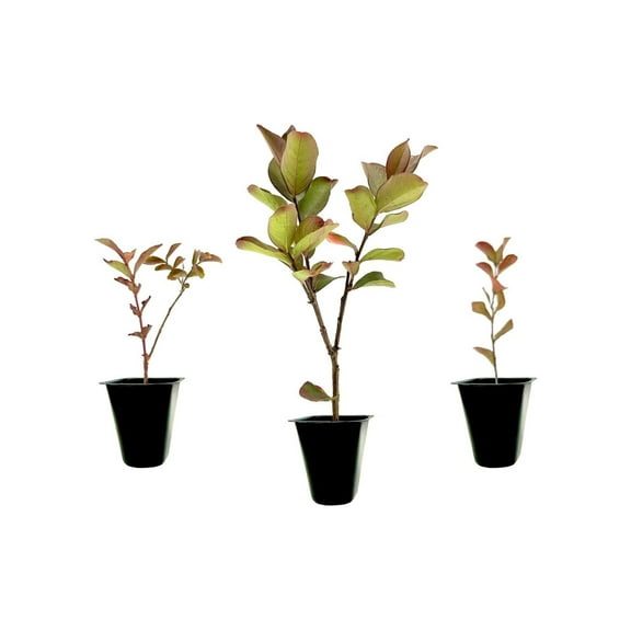 Crape Myrtle Raspberry Sundae  10 Live Plants  Dual-Color Red & Pink Blooms, Live Plant, Stunning Bicolor Ornamental Shrub for Eye-Catching Garden Displays