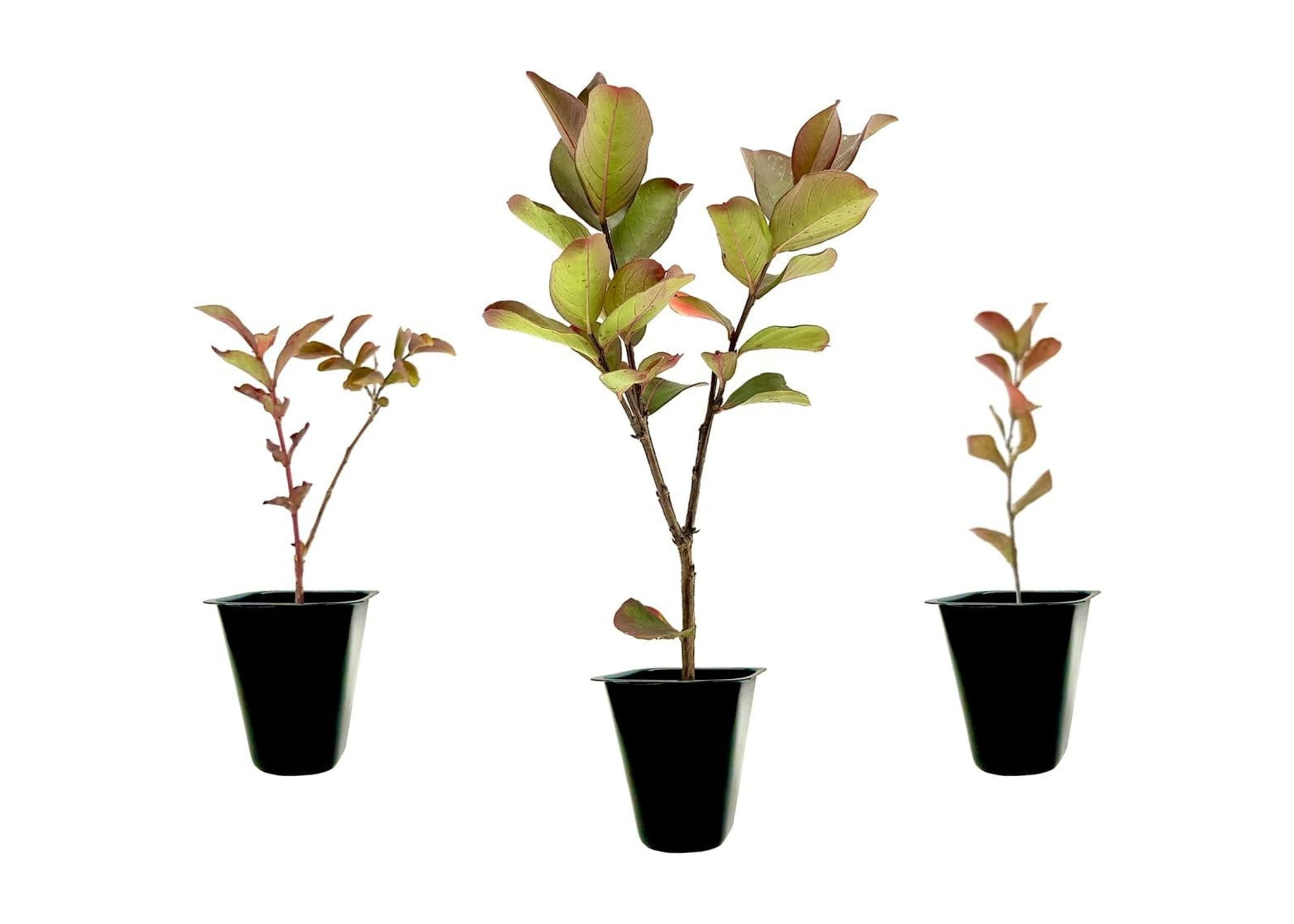 Myrtles Raspberry Crape Myrtle Raspberry Sundae 3 Live Plants Dual-Color Red & Pink ...