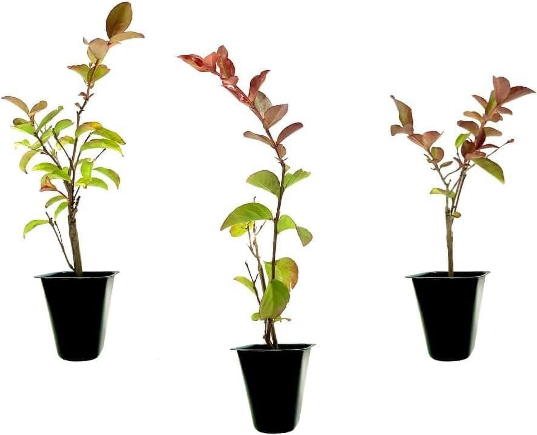 Crape Myrtle Red Rocket 30 Live Plants Vivid Scarlet Blooms, Live Plant