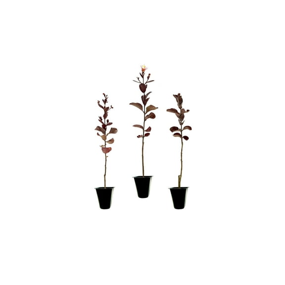 Crape Myrtle Rhapsody in Pink 20 Live Plants Soft Pink Blooms, Live Plant, Elegant Ornamental Shrub for Graceful Garden Displays