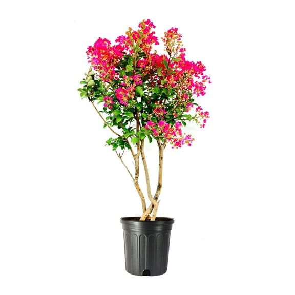 Crape Myrtle Tonto  1 Extra Large 3 Gallon Plant  Lagerstroemia 'Tonto'  Hardy Fuchsia Blooms  Compact Growth