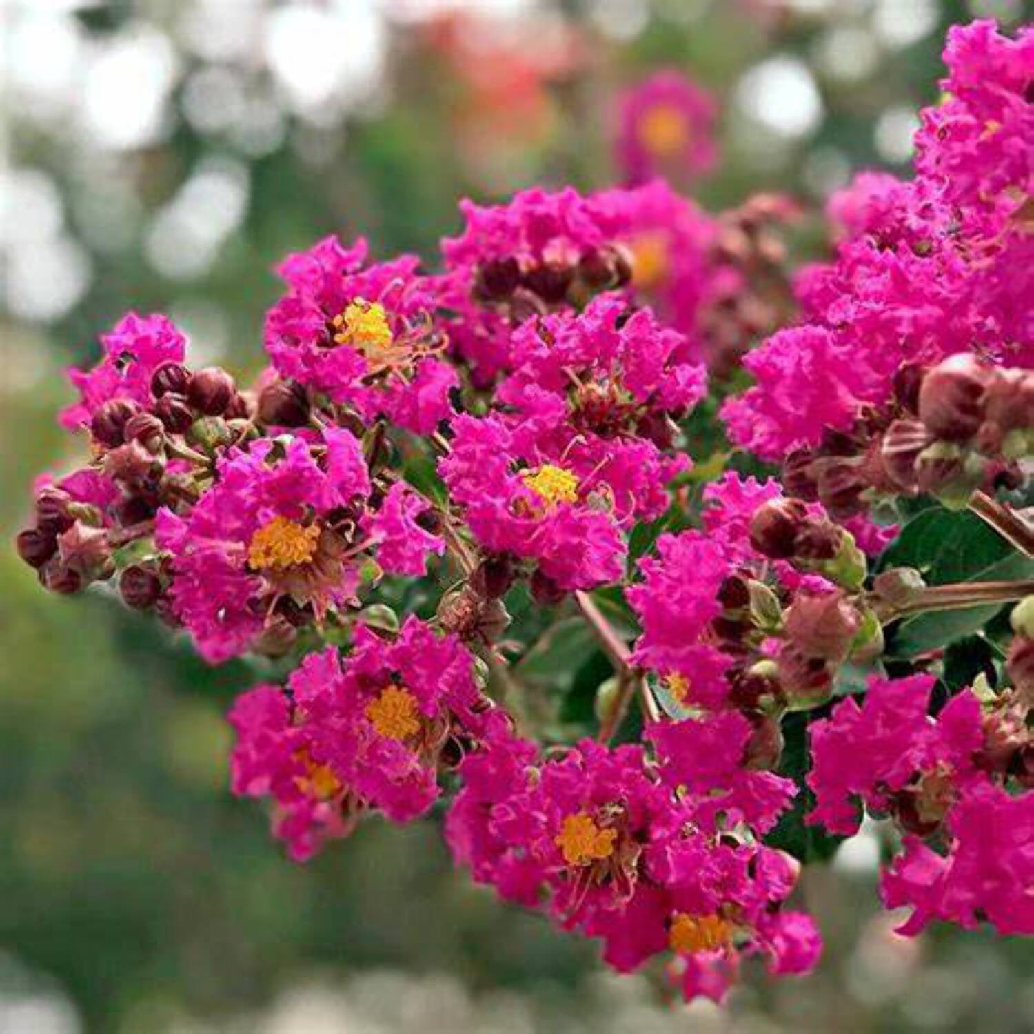 Crape Myrtle 'Tonto' - Walmart.com