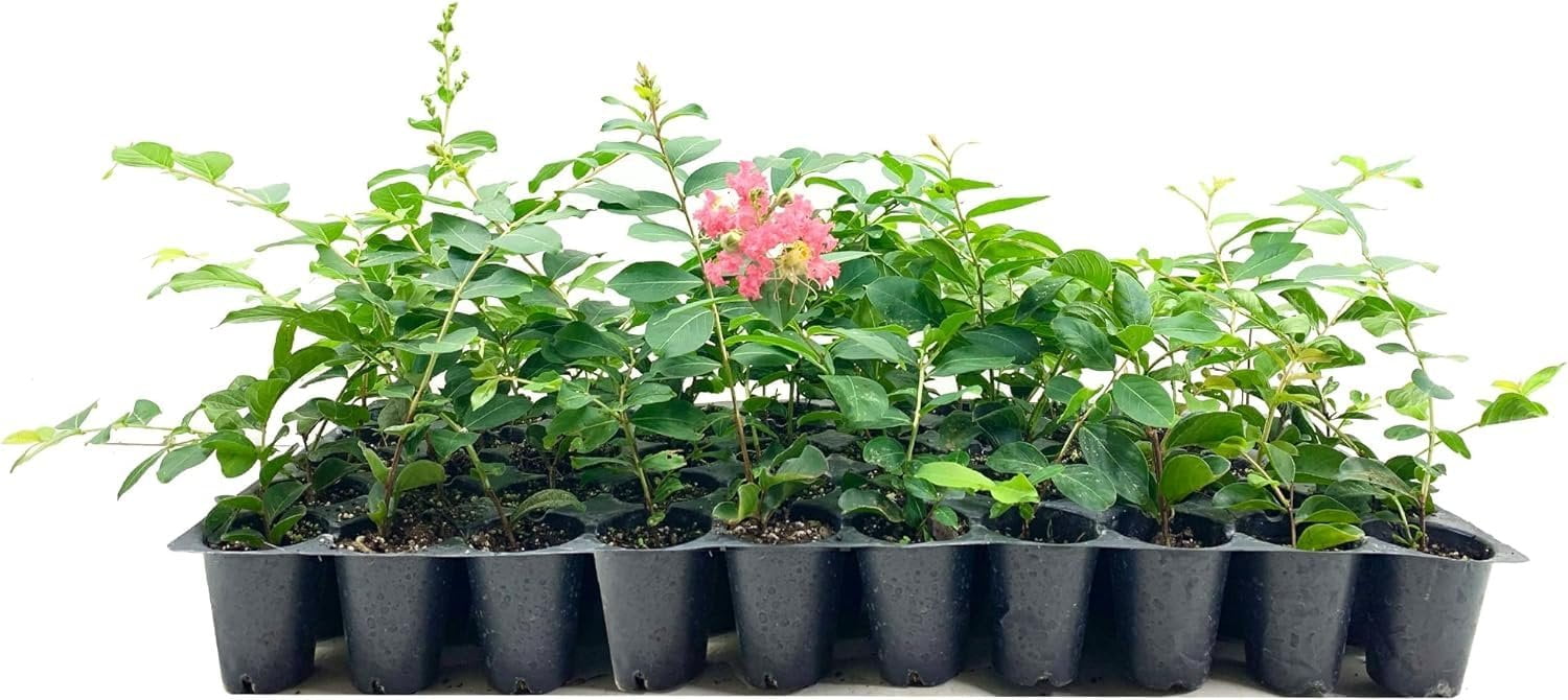 Crape Myrtle Tuscarora  30 Live Plants  Lagerstroemia Indica  Vibrant Red Flowers  Fast-Growing Ornamental Shrub  Drought-Tolerant  Garden Beauty