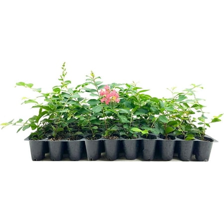 Crape Myrtle Tuscarora 30 Live Plants Lagerstroemia Indica Vibrant Red Flowers Fast-Growing Ornamental Shrub Drought-Tolerant Garden Beauty