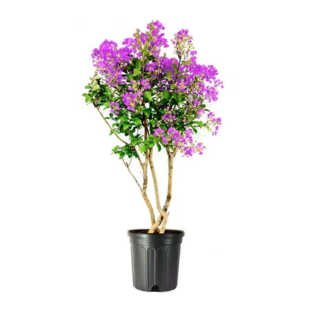Crape Myrtle Twilight 2 Extra Large 3 Gallon Plants Lagerstroemia Indica 'Twilight' Vibrant Blooms Drought Tolerant