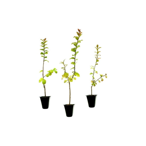 Crape Myrtle Twilight  3 Live Plants  Deep Purple Blooms, Premium Live Plant, Ornamental Garden Centerpiece for Stunning Seasonal Displays