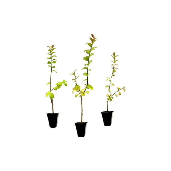 Crape Myrtle Twilight 3 Live Plants Deep Purple Blooms, Premium Live Plant, Ornamental Garden Centerpiece for Stunning Seasonal Displays