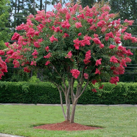 RedCrocus Crape Myrtle Lagerstroemia indica | Vibrant Summer-Fall Blooms | Deciduous Small Tree or Shrub for Landscape | Full Sun | Container Friendly | Attracts Pollinators 8" Pot