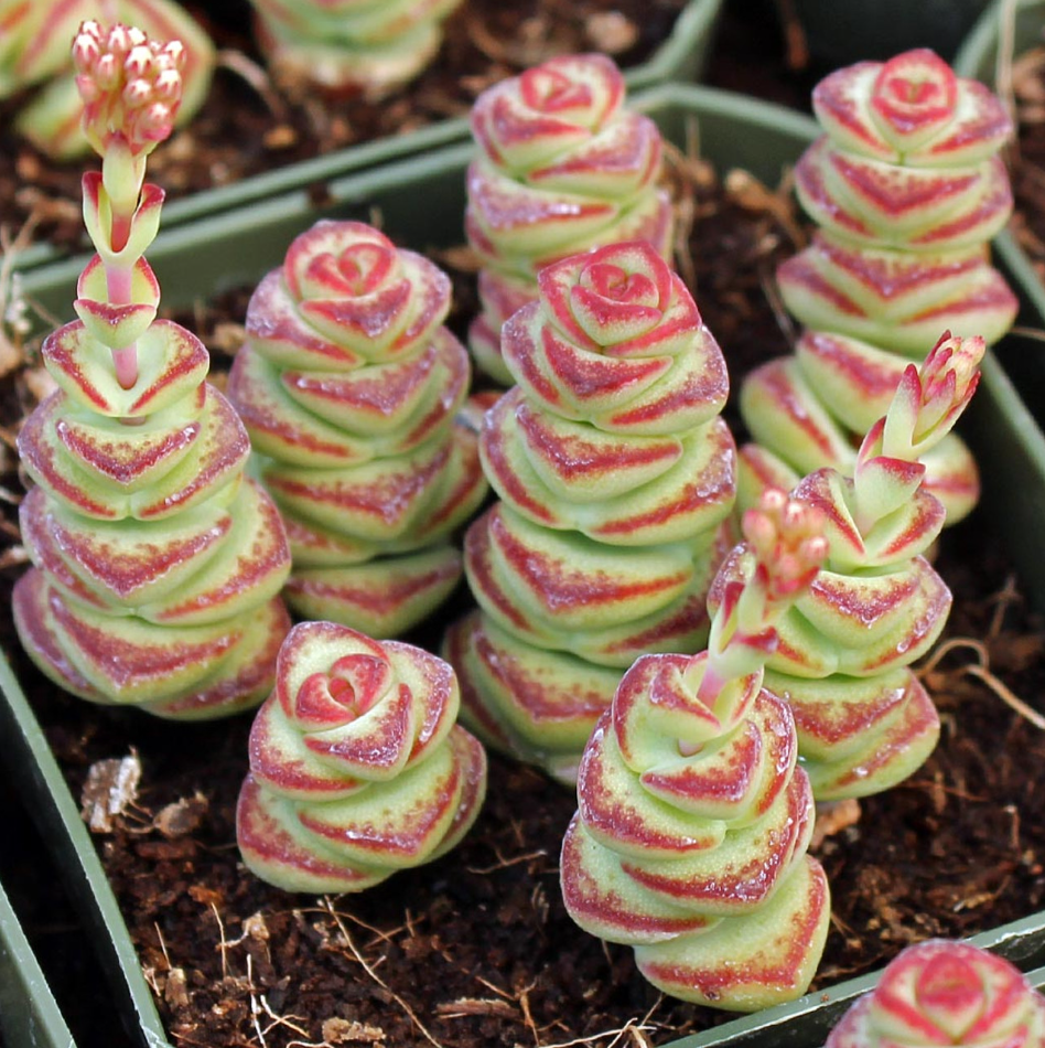 do succulents like acidic soil Organic Succulent and Cactus Soil Mix main image 1