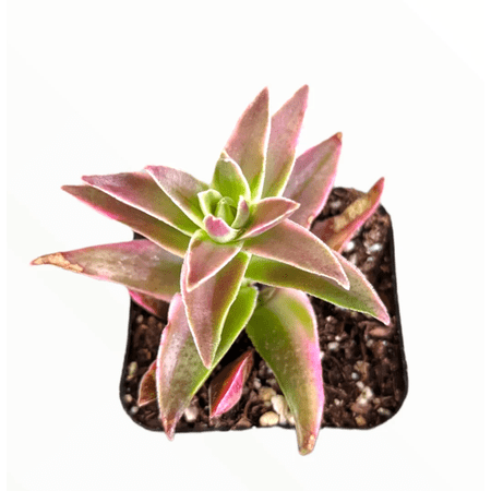 Crassula Capitella 'Campfire' Variegata Succulent Live Plant 2 Inch for Indoor Outdoor Home Office Garden Decor