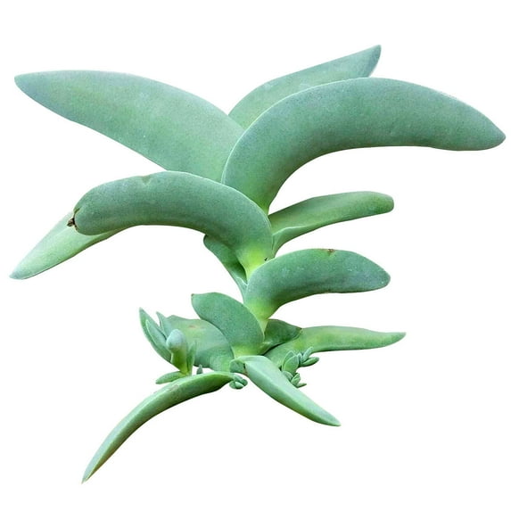 Crassula Falcata Propeller Succulent Plant (2" + Clay Pot)