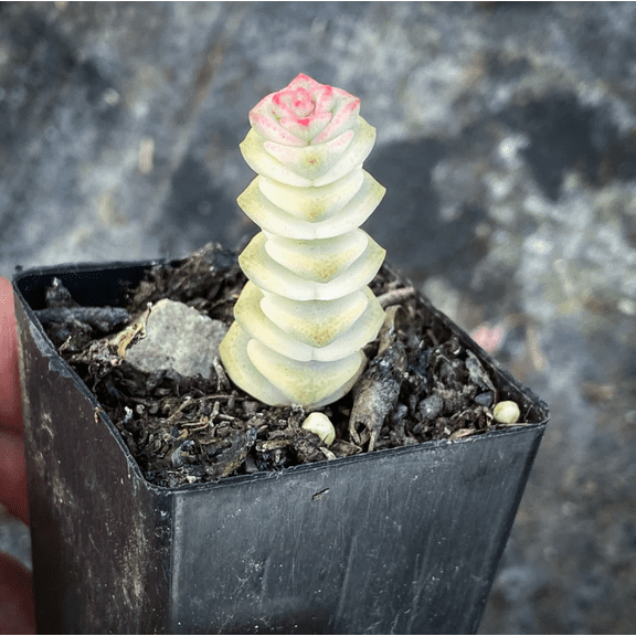 Crassula Fantasy 'Baby's Necklace' Variegated Succulent Plant 2 Inch for Indoor Outdoor Home Office Garden Decor