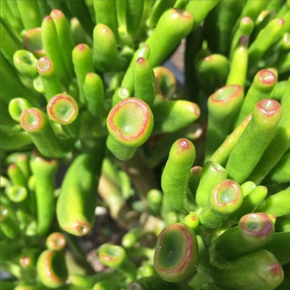 Crassula Gollum/Ovata, Shrek ear, Live succulent, Jade plant in 2" Pot