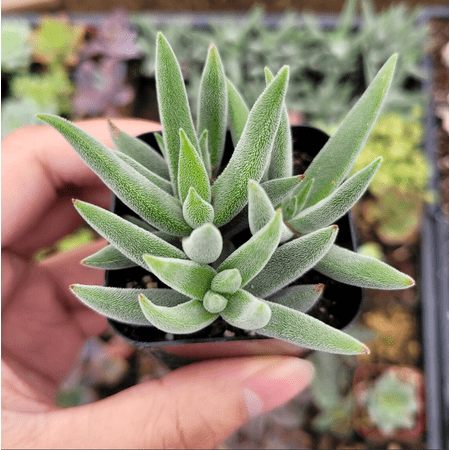 Crassula Mesembryanthemoides 'Tenelli' Succulent Live Plant 2 Inch for Indoor Outdoor Home Office Garden Decor